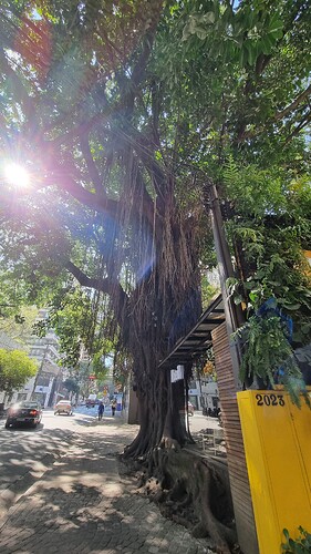 albero