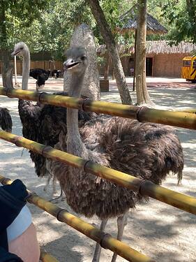 Emu
