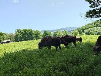 bisonti