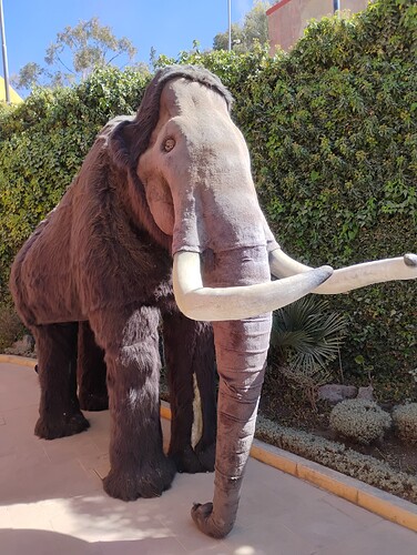 mammut