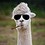 armyalpaca